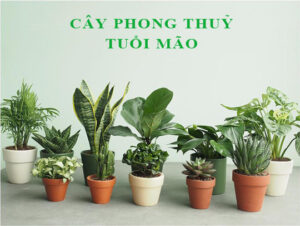 Tuổi Mão hợp cây gì