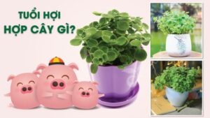 Tuổi Hợi hợp cây gì